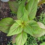 Amaranthus tricolor Feuille