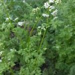 Anthriscus cerefoliumFlower