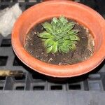 Sempervivum calcareum Лист