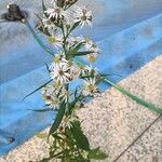 Symphyotrichum lanceolatumFiore