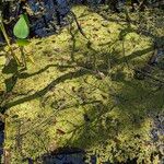 Salvinia minima List