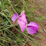 Vigna unguiculata Flower