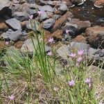 Hesperantha petitiana Habit