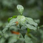 Cornus glabrata Lehti