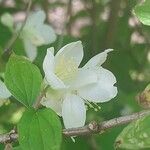 Philadelphus schrenkii Flower