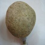 Leonia glycycarpa Otro