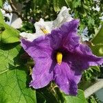 Solanum incanum Květ