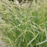 Panicum virgatum Цвят