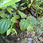 Aciotis ornata 形態