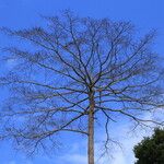 Terminalia superba Hábito