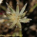 Volutaria tubuliflora Otro