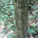 Neea floribunda Bark