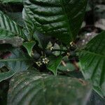 Psychotria letouzeyi Fruit