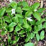 Trillium grandiflorum Habitus