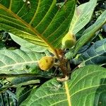 Ficus habrophylla Leaf