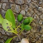 Elaeodendron curtipendulum Fruchs