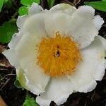 Gordonia fruticosa Flower