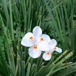 Dietes iridioides Blüte