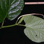 Piper auritifolium Leaf