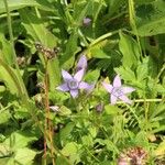 Gentianella germanica Flor