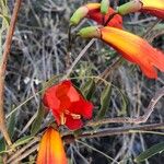 Fernandoa madagascariensis Flower