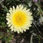 Malacothrix californica Flower