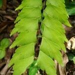 Adiantum trapeziforme पत्ता