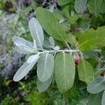 Teucrium heterophyllum ᱮᱴᱟᱜ