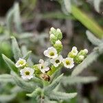Heliotropium bacciferum Flor