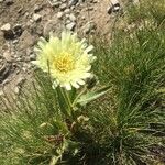 Hieracium berardianum Цвят