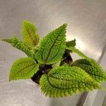 Pilea involucrata Ліст