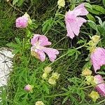 Malva alcea Hábito