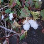 Gossypium hirsutum Fruit