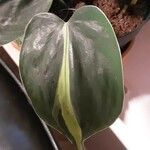 Philodendron cordatum Yaprak