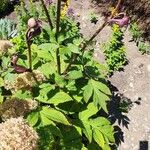 Angelica atropurpureaFolla