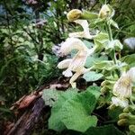 Salvia glutinosaFlower