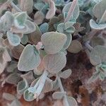 Clinopodium serpyllifolium Yaprak