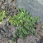 Polycarpon polycarpoides Libunga