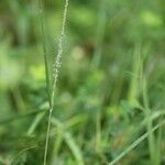 Sporobolus fertilis Flower