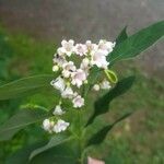 Apocynum androsaemifolium Цветок