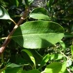 Agarista salicifolia Leaf