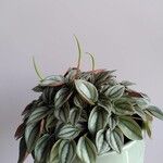 Peperomia caperataFolha