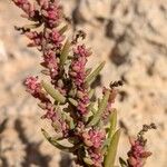 Suaeda maritima Flower