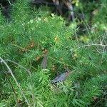 Asparagus aethiopicus Leaf