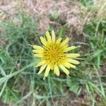 Tragopogon dubiusফুল