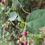 Amelanchier canadensis Frutto