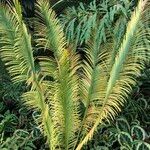 Cycas panzhihuaensis 形態