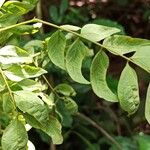 Albizia gummifera Leaf