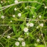 Cyperus dubius Flower