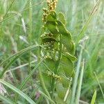 Botrychium lunaria Leaf